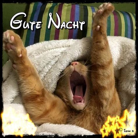 gute nacht bilder lustig neu kostenlos